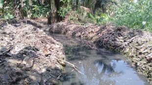 Saluran air yang tercemar limbah kotoran ayam dari industri peternakan milik PT. Malindo di Pamarayan, Serang, Banten (dok. KM)