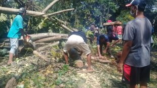Masyarakat Desa Lumpang Melakukan Giat Gotong Royong Bersihkan Pohon tumbang akibat Bencana Angin Puting Beliung di TPU kampung Cilangkap Desa Lumpang, Minggu Pagi 04 Oktober 2020. (Dok : Hari Setiawan Muhammad Yasin/KM)