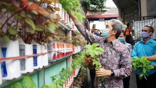 Wakil Wali Kota Bogor Dedie A Rachim Saat Panen Urban Farming Di Kampung Warban Kota Bogor, Jumat 18/12/2020 (dok. KM)