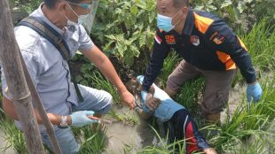 Warga dan aparat mengevakuasi jasad Ruslan (55), petani yang tewas akibat tersengat listrik di sawahnya (dok. KM)