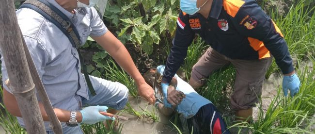 Warga dan aparat mengevakuasi jasad Ruslan (55), petani yang tewas akibat tersengat listrik di sawahnya (dok. KM)