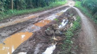 Kondisi jalan Kabupaten Subang di Desa Cirangkong, Kecamatan Cijambe (dok. KM)