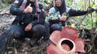 Bunga Rafflesia Arnoldi kembang sempurna di Desa Batu Ampar Kecamatan Kedurang Bengkulu Selatan Provinsi Bengkulu pada Kamis (28/01/2021).