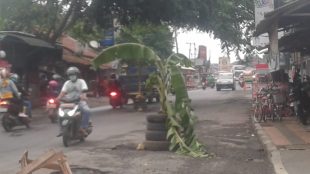 Warga menanam pohon pisang di tengah jalan di Jl. MT Haryono, Subang (dok. KM)