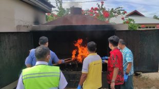 Pemusnahan media pembawa penyakit oleh Pejabat Karantina Pertanian Merauke (dok. KM)