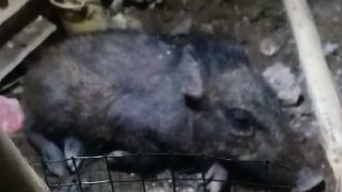 Babi hutan yang ditangkap warga Bedahan, Depok, dan diklaim sebagai babi ngepet (dok. KM)