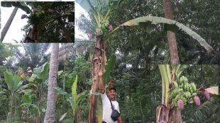 Pohon pisang yyang tumbuh bertandan dua dan berjantung tiga dalam satu batang di Desa Tanjung Agung Kec.Seginim Bengkulu Selatan