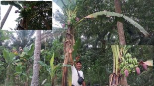 Pohon pisang yyang tumbuh bertandan dua dan berjantung tiga dalam satu batang di Desa Tanjung Agung Kec.Seginim Bengkulu Selatan