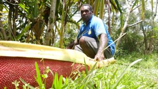 Tanaman buah merah yang hanya tumbuh di kebun di Kampung Muliagambut Distrik Mulia Kabupaten Puncak Jaya, Provinsi Papua, dengan suhu sangat dingin di atas pegunungan, Kamis siang 17/2/2022 (dok. Hari Setiawan Muhammad Yasin/KM)
